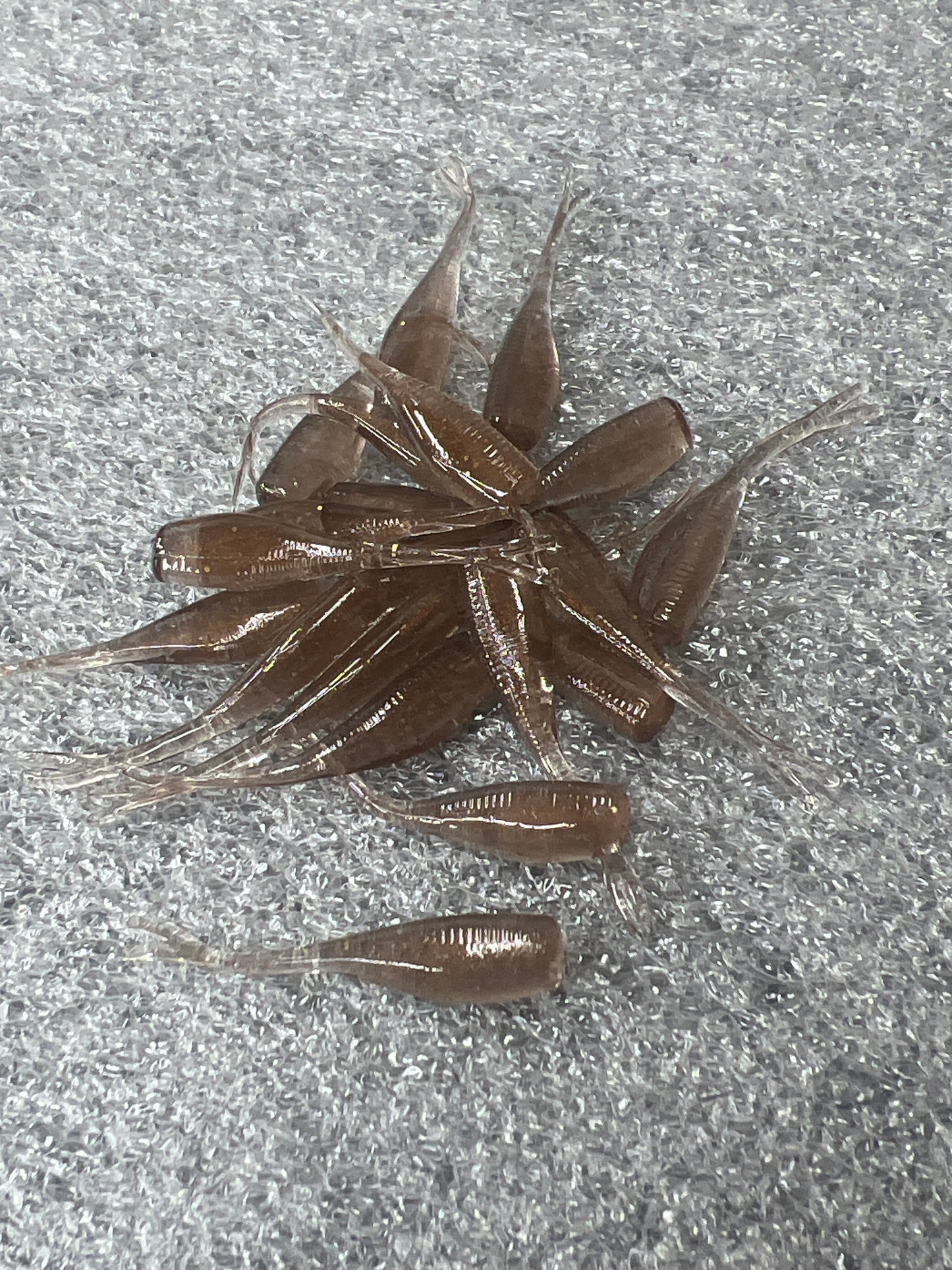 1.6in Crappie Crusher