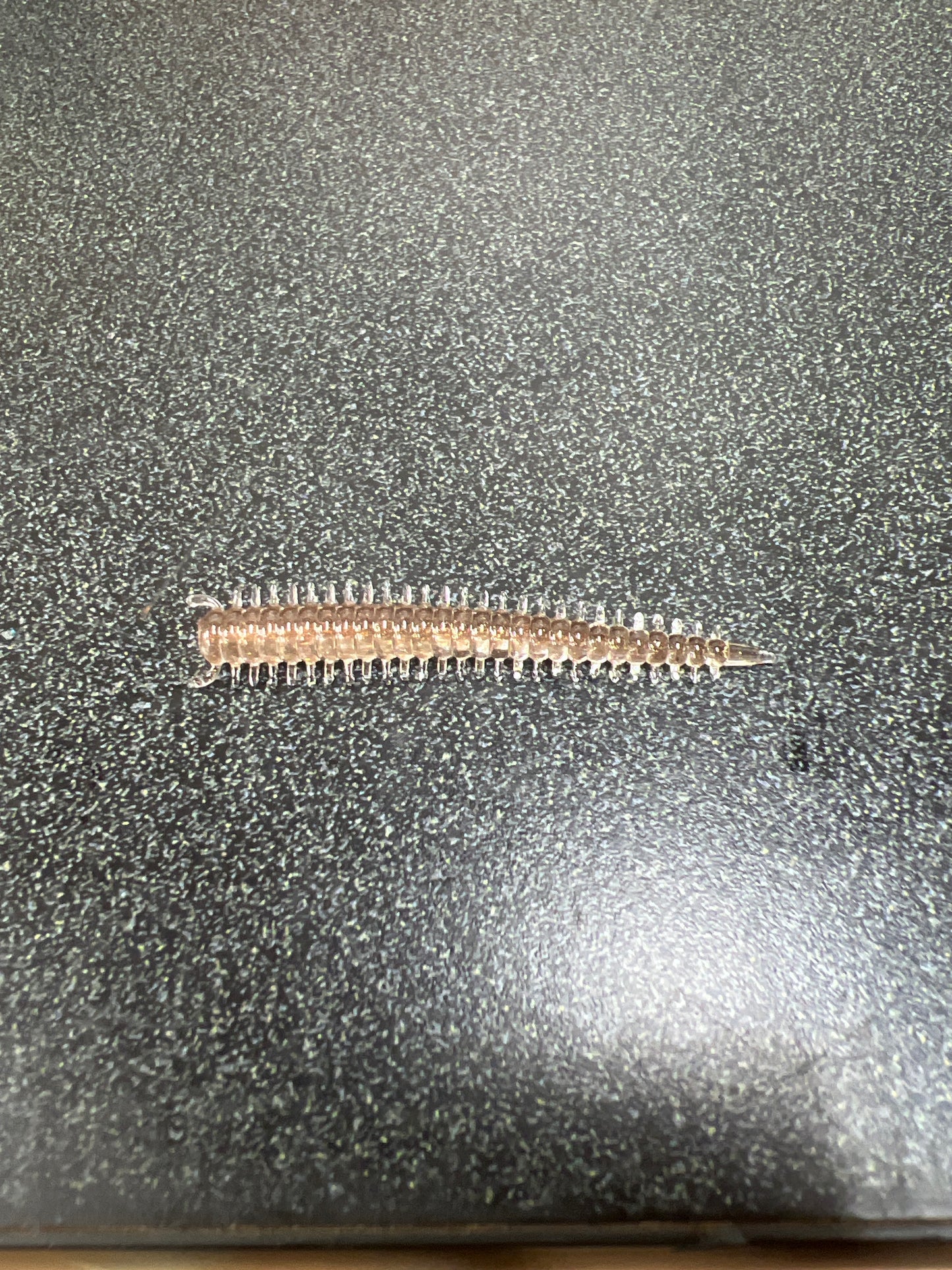 2in Sandworm