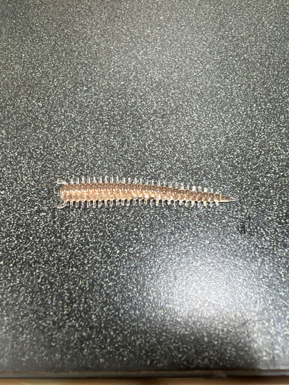 2in Sandworm
